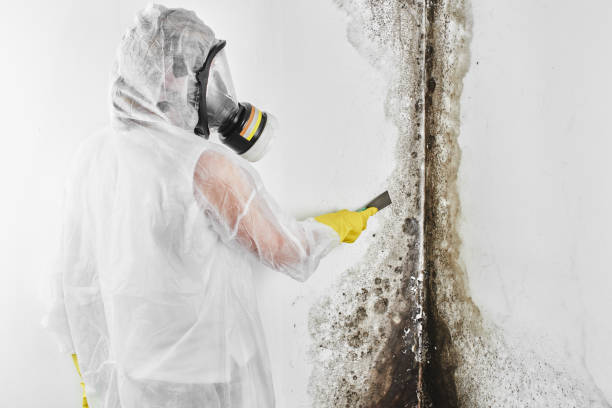 Best Mold Damage Repair  in Suffolk, VA