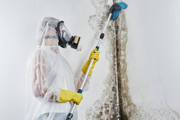 Best Mold Testing and Removal  in Suffolk, VA