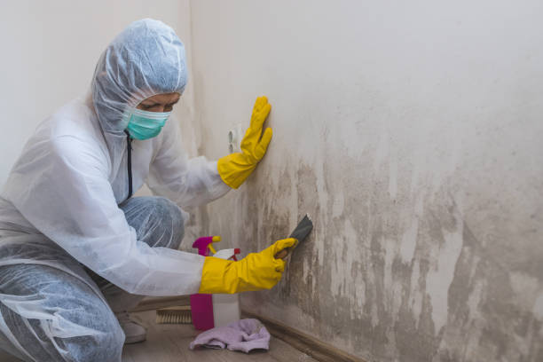 Best Attic Mold Removal  in Suffolk, VA