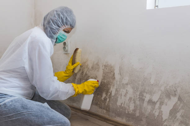 Best Home Mold Removal  in Suffolk, VA