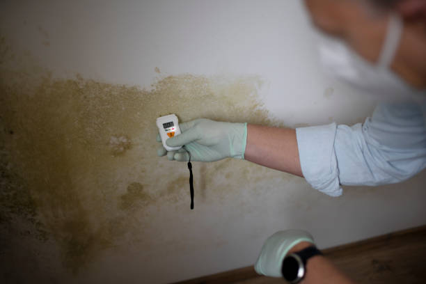 Best Mold Testing  in Suffolk, VA