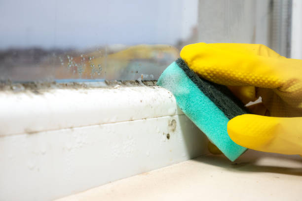 Best Black Mold Removal  in Suffolk, VA