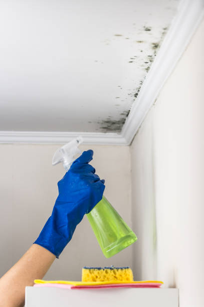 Best Home Mold Removal  in Suffolk, VA